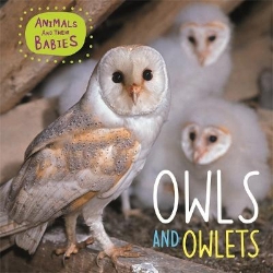 Picture of Animals and their Babies: Owls & Owlets