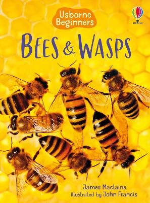 Picture of Bees and Wasps